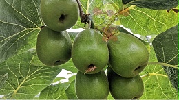 Chef's effective fertilizer helps kiwi fruit to yield high.