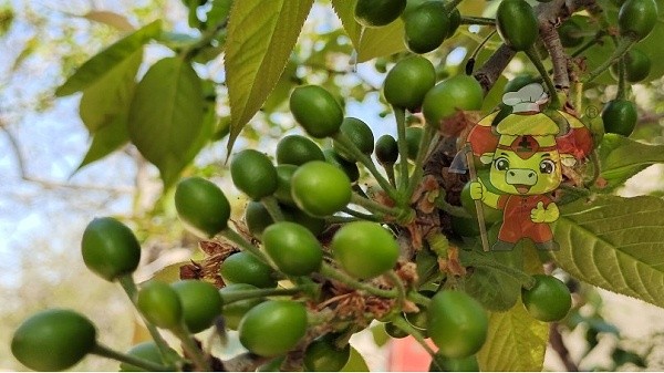 Water-soluble fertilizer-Native Chef Cherry (2)