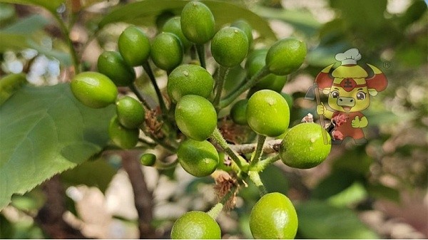 Water-soluble fertilizer-Native Chef Cherry