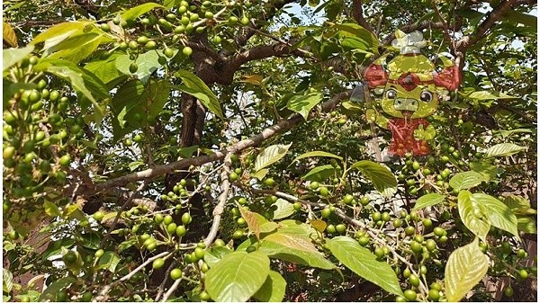 Water soluble fertilizer brand-Native Chef Cherry