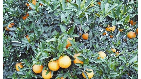 Water-soluble fertilizer-Fire-blind citrus