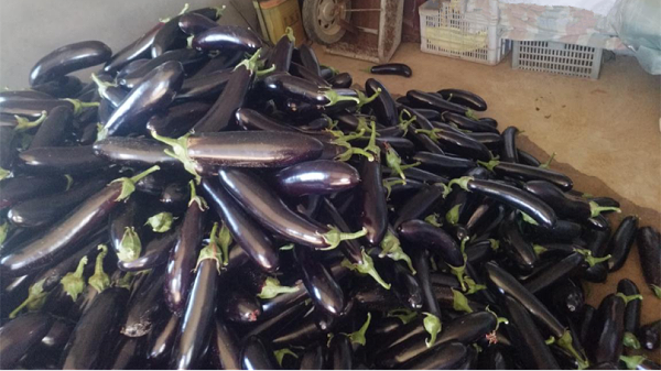 Foliar fertilizer-Native chef eggplant