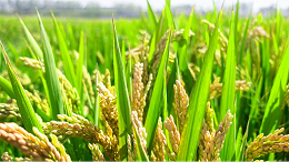 Rice leaf fertilizer selection soil chef effect fertilizer, increase harvest