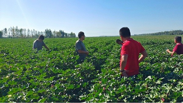 Water-soluble fertilizer-The native chef serves the field