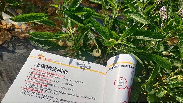 Water soluble fertilizer manufacturers-Ginseng fruit