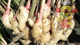 Rooting agent on the effect of ginger, Xu brother recognized the soil chef