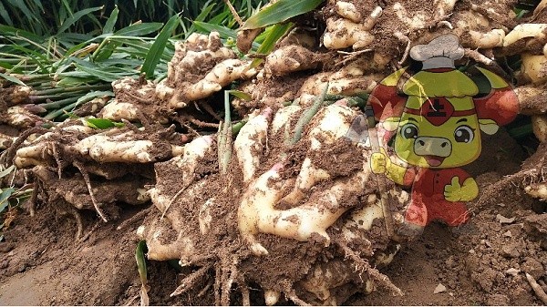 Water-soluble fertilizer-Big Ginger Soil chef