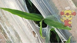 Which brand of imported water-soluble fertilizer is good? They give the local chef a thumbs up