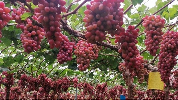 Water soluble fertilizer which good-grapes