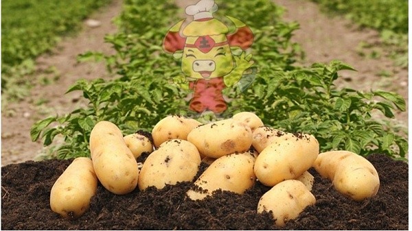 Water-soluble fertilizer-potato