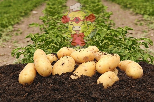 Water-soluble fertilizer-Native chef potato