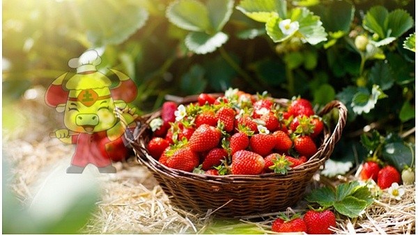 Microbial fertilizer-strawberry