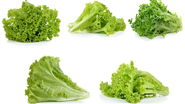 lettuce