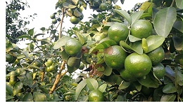 Special fertilizer for citrus, choose the functional fertilizer of local chef.