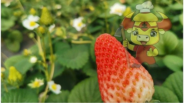 What kind of fertilizer does strawberry use-Native Chef strawberry