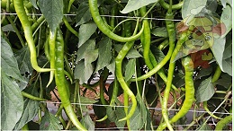 Effect of water-soluble fertilizer on pepper, example of local chef's functional fertilizer