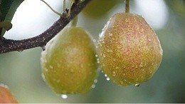 Water-soluble fertilizer effect which good? Xinjiang pear effect