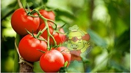 Water-soluble fertilizer, tomato growers say that the soil cooks good