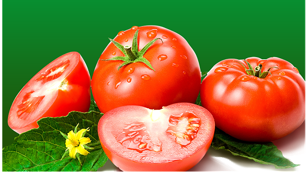 Water-soluble fertilizer-tomato