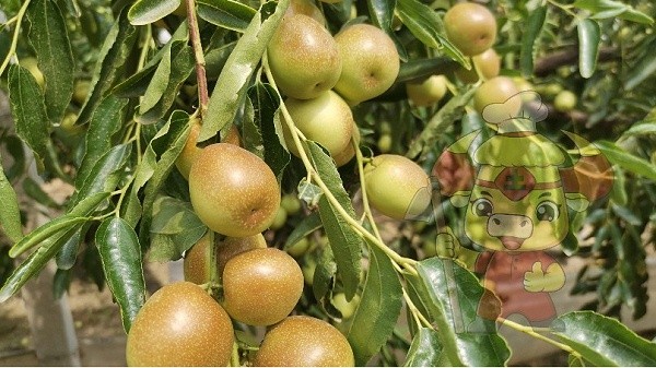 Fertilization method and time of jujube tree-Native chef Jujube