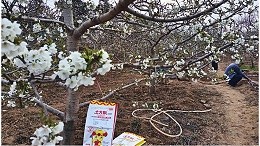 What cherry fertilizer is the biggest and sweetest? The case of Li Dbrother in Hebei Province