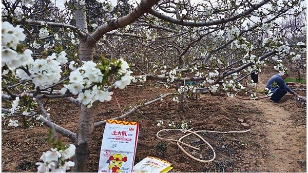 Water-soluble fertilizer-Native Chef Cherry