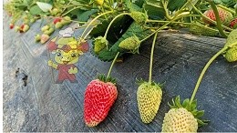 What are the tips for growing strawberries