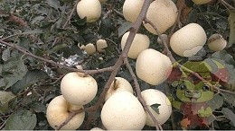 What is the best fertilizer for apple tree, Uncle Zheng's case