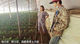 Strawberry blossom with what fertilizer, soil chef effect fertilizer