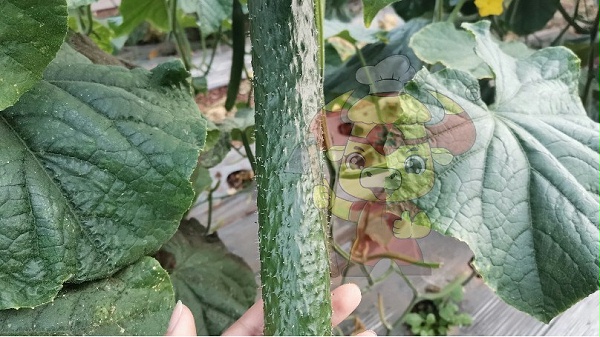 Water-soluble fertilizer-Native chef cucumber