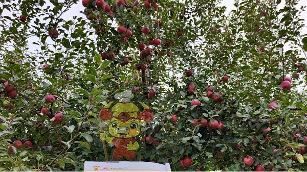 Flower bud differentiation foliar fertilizer-Native chef apple