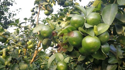 Water soluble fertilizer manufacturers-Native chef citrus