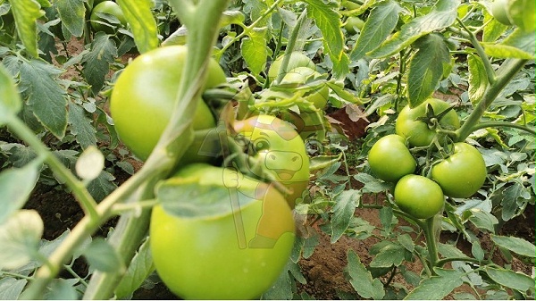 Water-soluble fertilizer-Native chef tomato