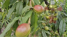 What fertilizer is applied to peach trees during the fruit swelling period? Big Brother Bai said that the local chef is fat.