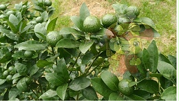 Water soluble fertilizer used on citrus, base large case