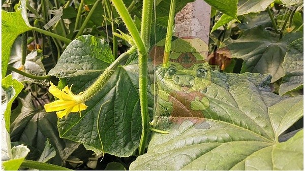 Potassium dihydrogen phosphate foliar fertilizer-Native chef cucumber