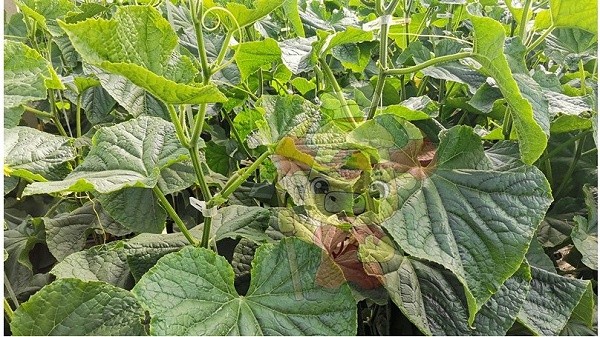 Water-soluble fertilizer-Native chef cucumber