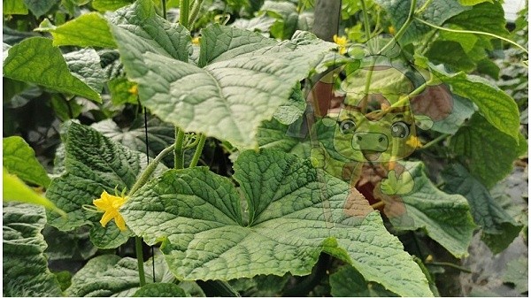 Water-soluble fertilizer-Native chef cucumber