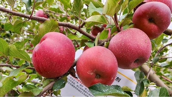 Effect and function of amino acid foliar fertilizer-Native chef apple