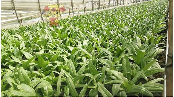 Water-soluble fertilizer-Leaf vegetable