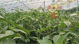 Water soluble fertilizer on pepper effect, Uncle Zhu feedback