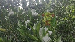 When is citrus strong fruit fertilizer good? Brother Mo says the answer is here