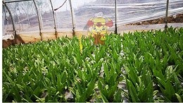 Water soluble fertilizer brand which line? Soil chef effect fat help