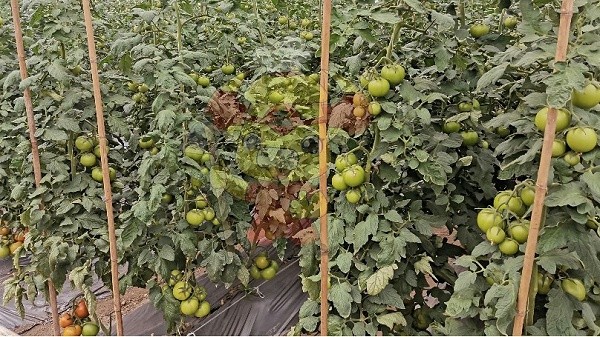 Manufacturer of potassium dihydrogen phosphate-Native chef tomato