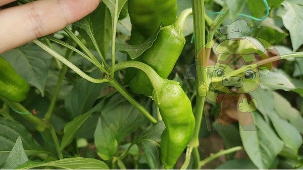 Microbial agent manufacturer-Tu chef chillies