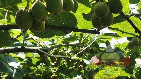 Microbial inoculum-Tu chef kiwi fruit